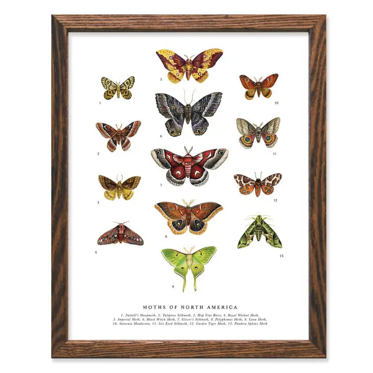 Moths of North America Art Print