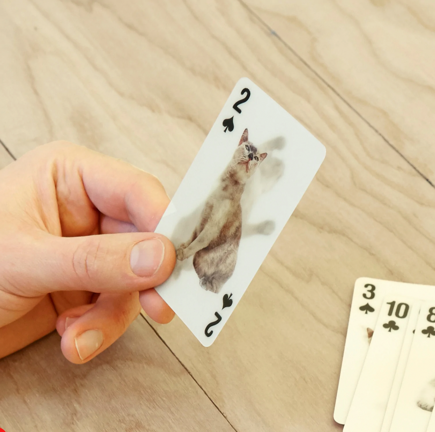 3D Animal Playing Cards