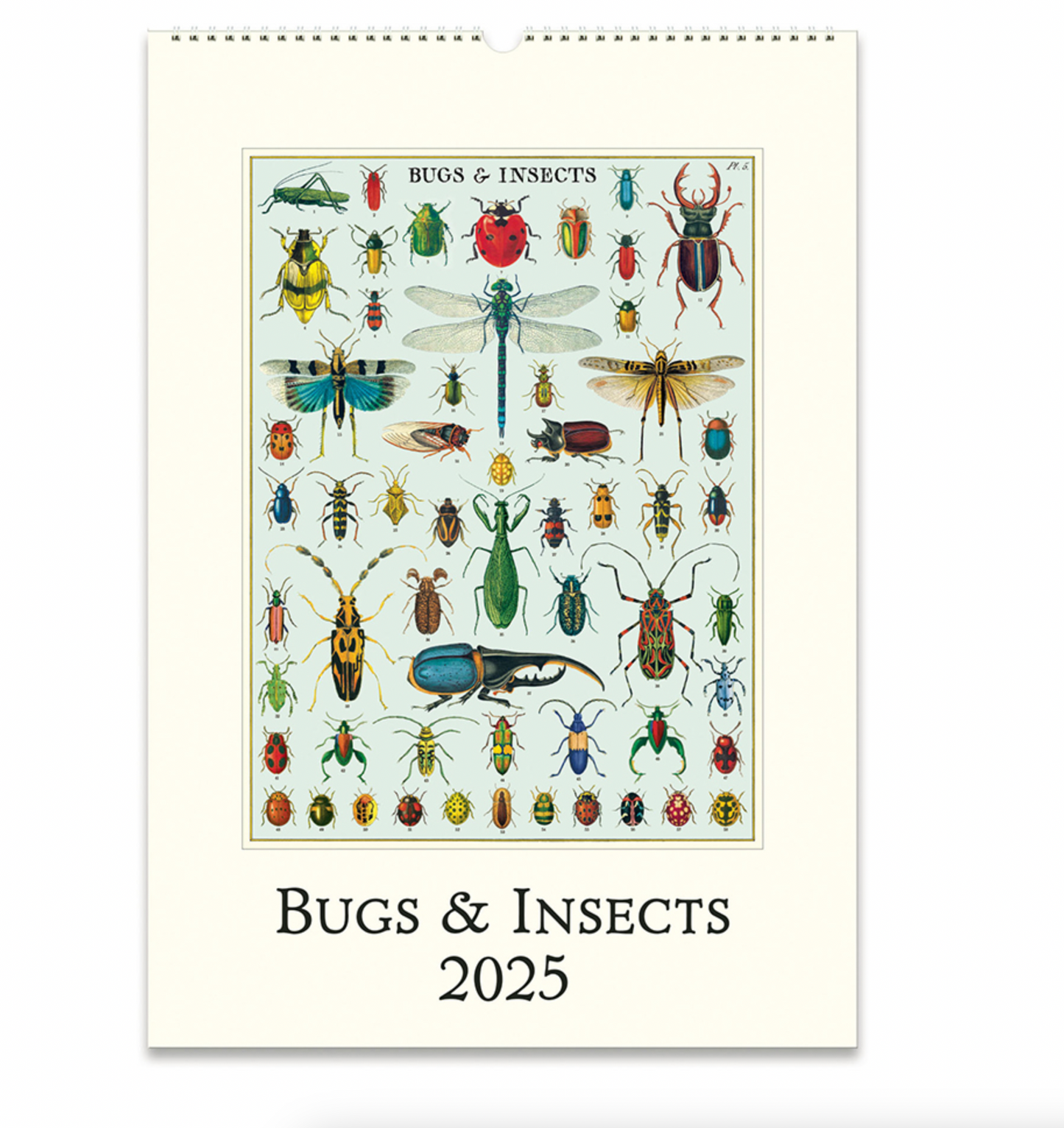 Bugs & Insects 2025 Wall Calendar