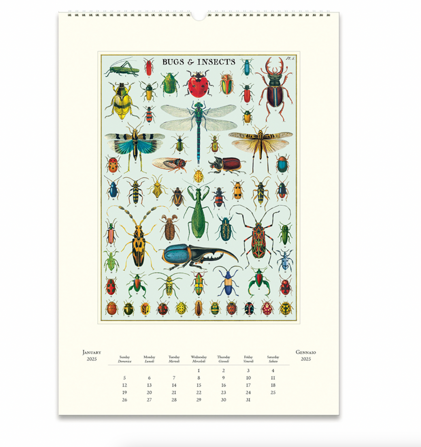 Bugs & Insects 2025 Wall Calendar